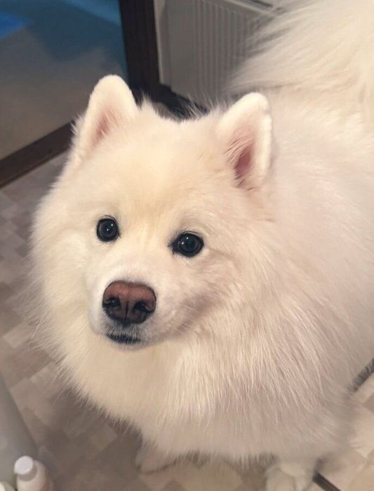 怖がりで“犬見知り”するものの、優しい性格だという琥珀くん
