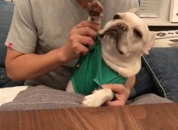 ドラムを叩くフレンチ・ブルドッグ