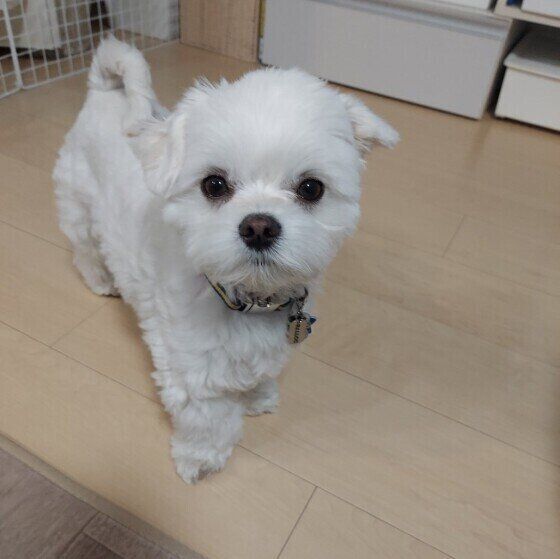 お散歩に行きたかったうるちゃん