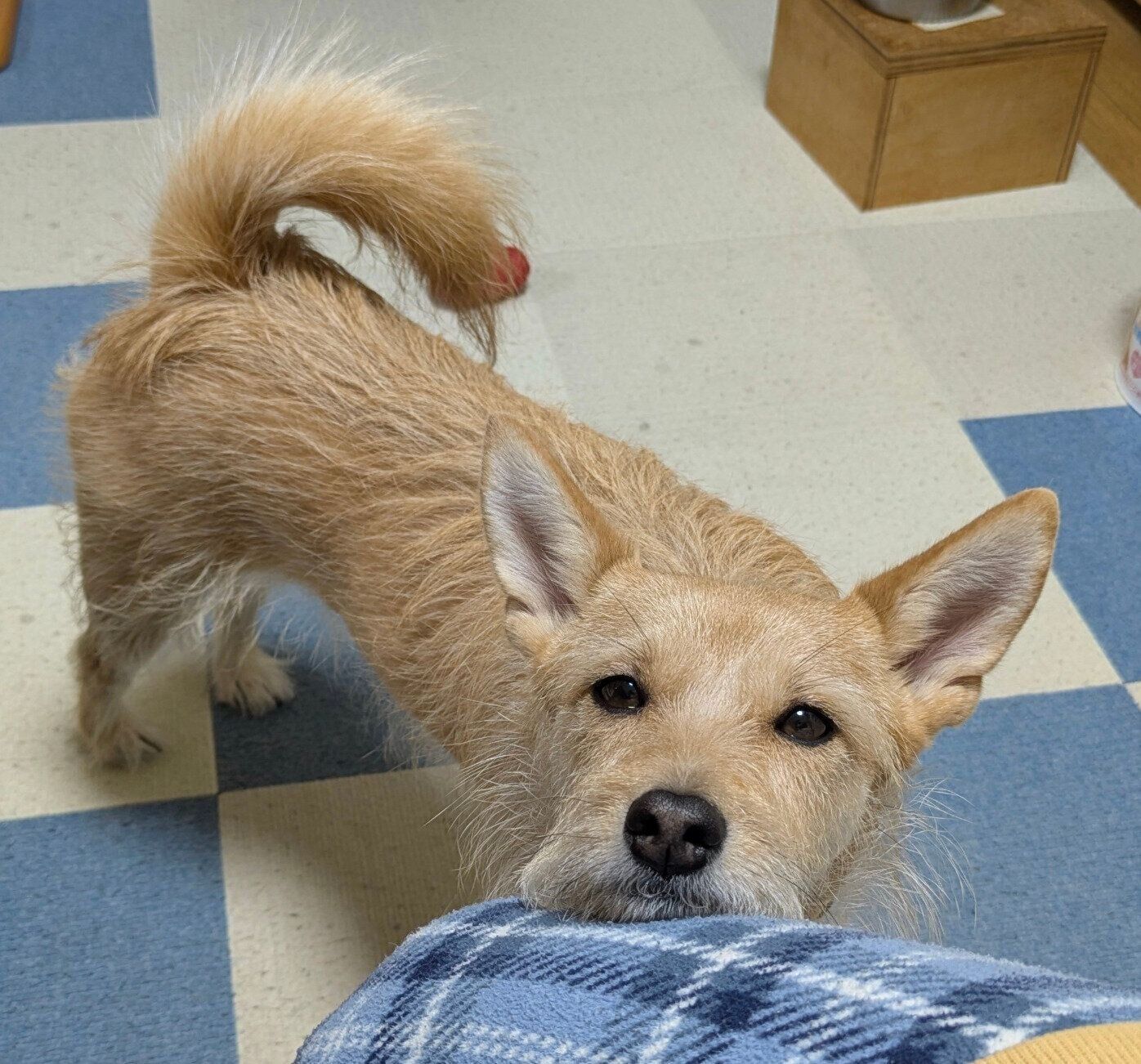 あごを乗せて見つめる犬ちゃん