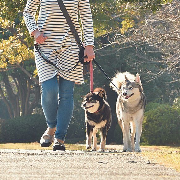 1頭でうまくいったら、2頭での散歩へ