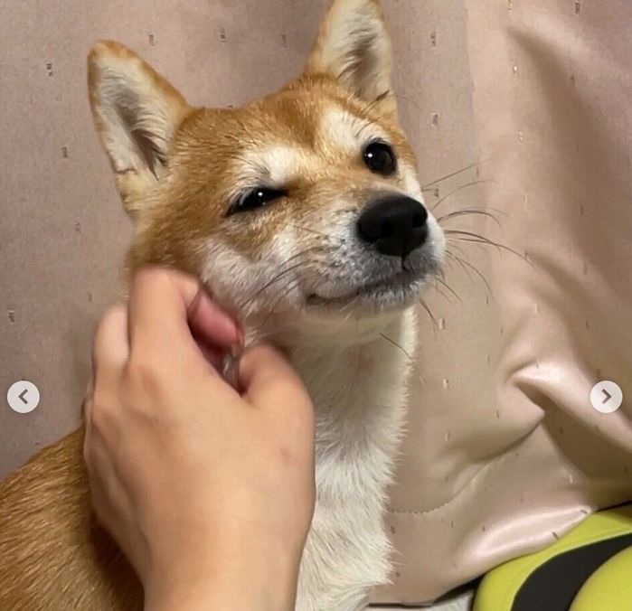 飼い主さんになでてもらうことりちゃん