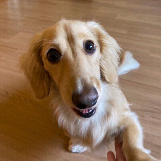 ミニチュア・ダックスフンドのパンくん