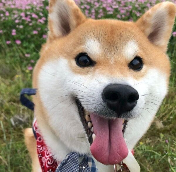 笑顔のラテくん