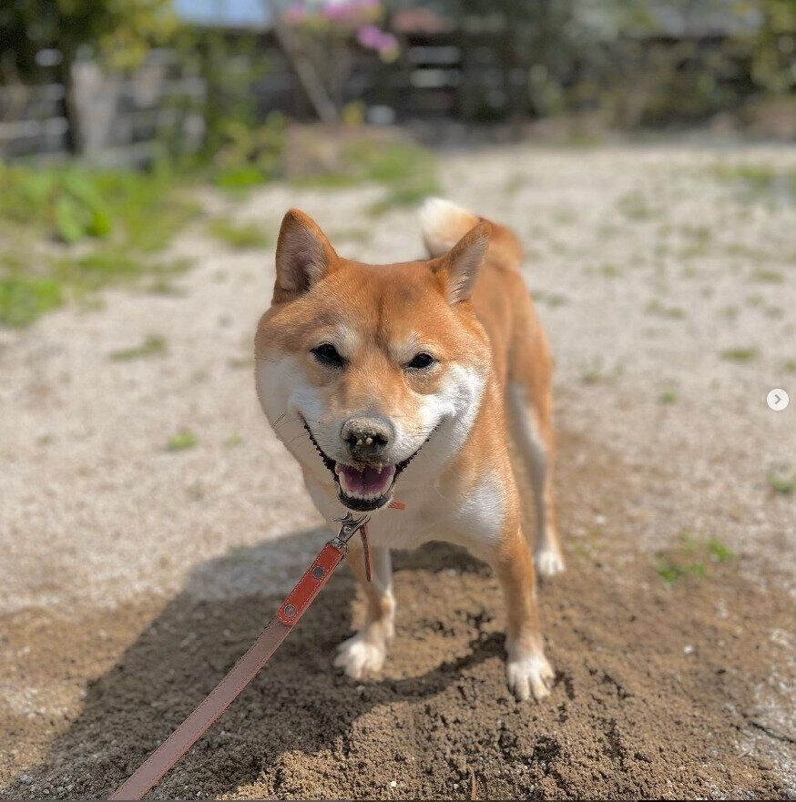 豆柴のこたろう君