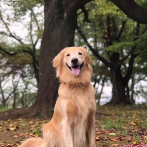犬の性格別のストレス解消法 繊細ちゃん フレンドリー のんびりや の犬は いぬのきもちweb Magazine