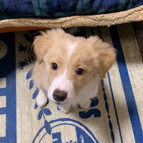 見つめるボーダー・コリー