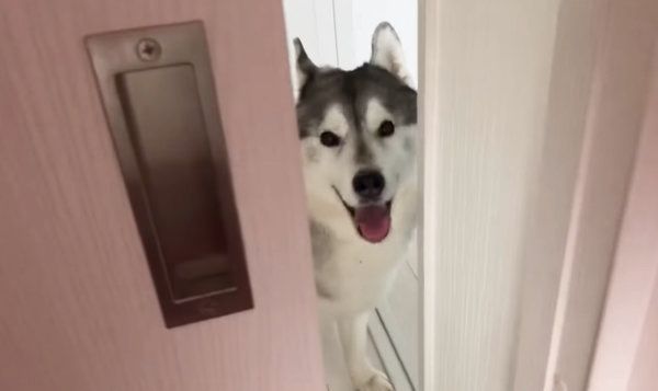 隙間から顔を覗かせるシベリアン・ハスキー