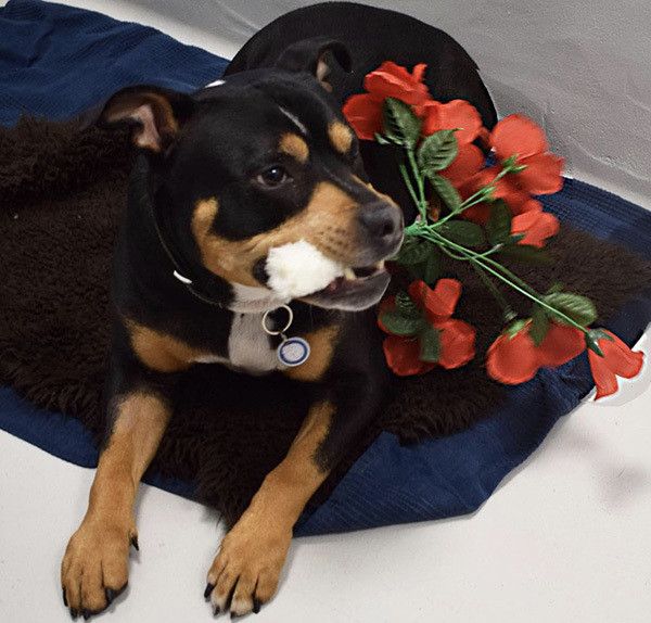 バラをくわえた犬