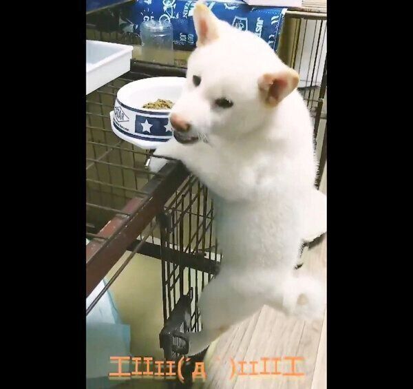 ケージに登ってごはんを食べるあまちゃん