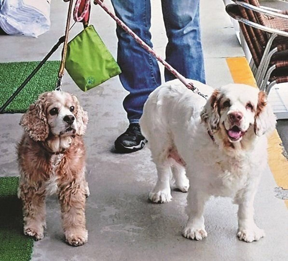 がんにより足の切断手術後 再び愛犬が歩けるようになるまで いぬのきもちweb Magazine がんにより足の切断手術後 再び愛犬が歩けるようになるまで いぬのきもちweb Magazine