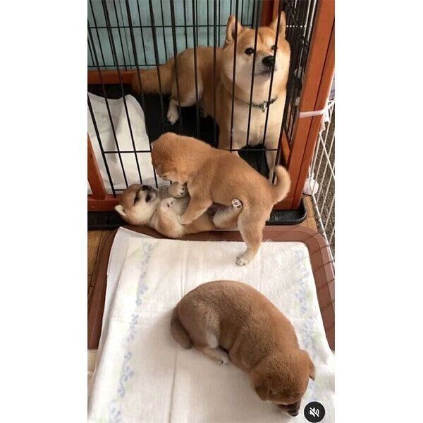 ちまきちゃん、権三くん、ルーカスくんを見守る豆千代くん