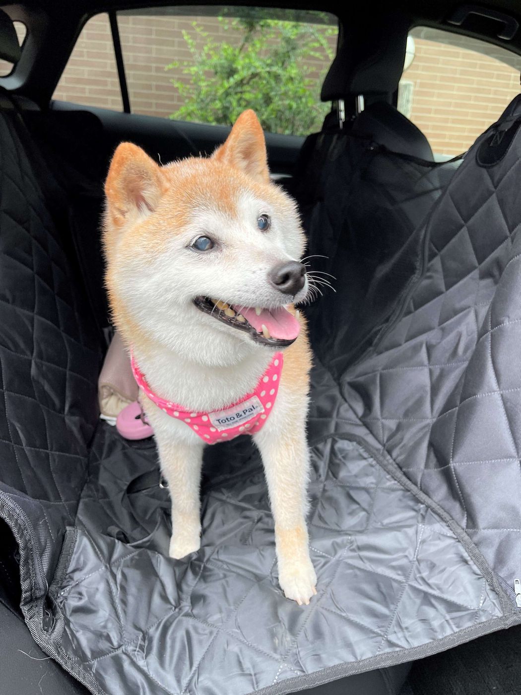 お散歩帰りに キュンキュン 鳴くのはなぜ 柴犬かぼすちゃんと暮らして12年半 そばにいて思うこと いぬのきもちweb Magazine お散歩帰りに キュンキュン 鳴くのはなぜ 柴犬かぼすちゃんと暮らして12年半 そばにいて思うこと いぬのきもちweb Magazine