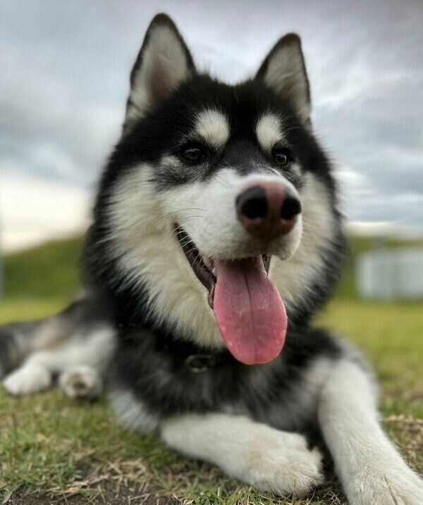 笑顔が可愛い善丸くん