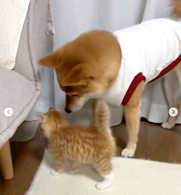 りんくんを見守るぷくちゃん