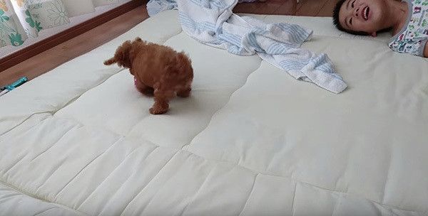 坊やとトイ・プードル