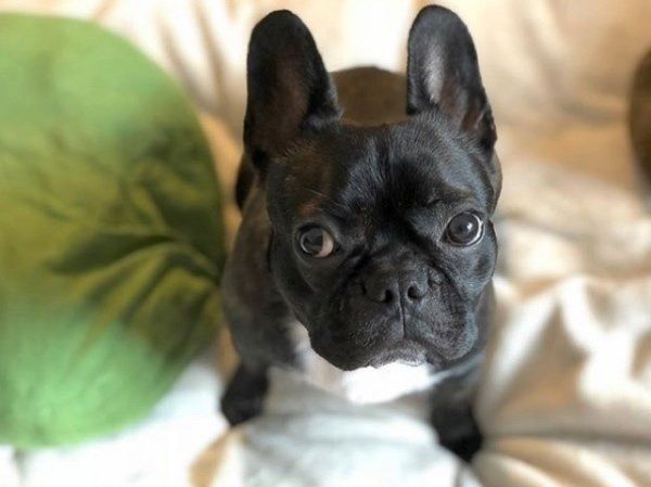 フレンチ・ブルドッグのももちゃん