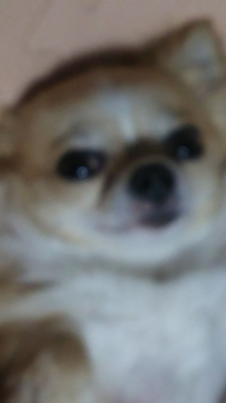 思わず吹き出す ざんねん愛犬の写真 いったいどんな写真 いぬのきもちweb Magazine 思わず吹き出す ざんねん愛犬の写真 いったいどんな写真 いぬのきもちweb Magazine