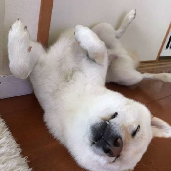 ヘソ天する柴犬