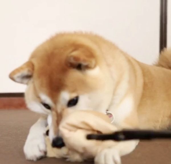 ぬいぐるみを守る柴犬