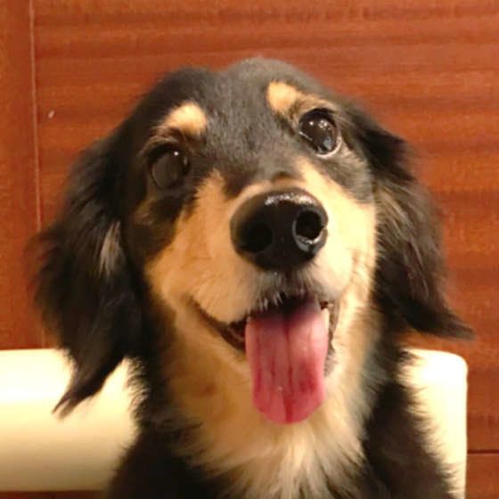 笑顔なミニチュア・ダックスフンド