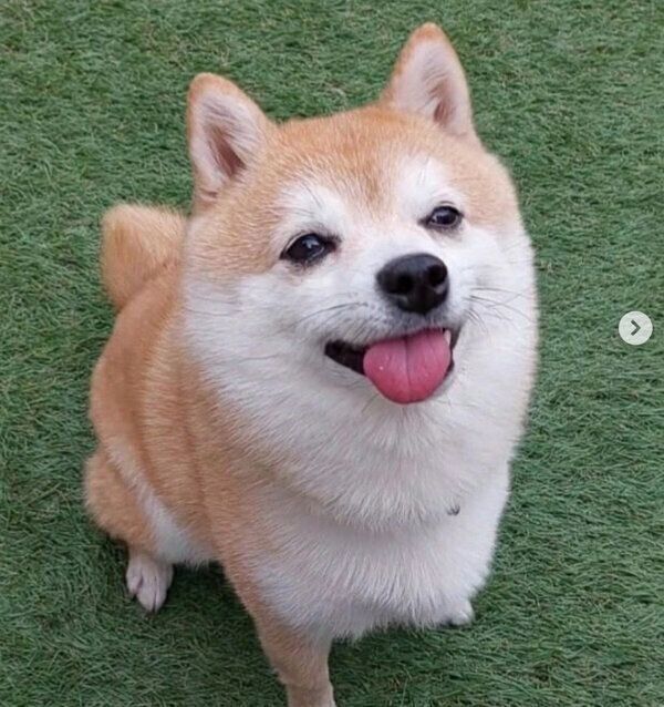 可愛らしい表情をする豆助くん