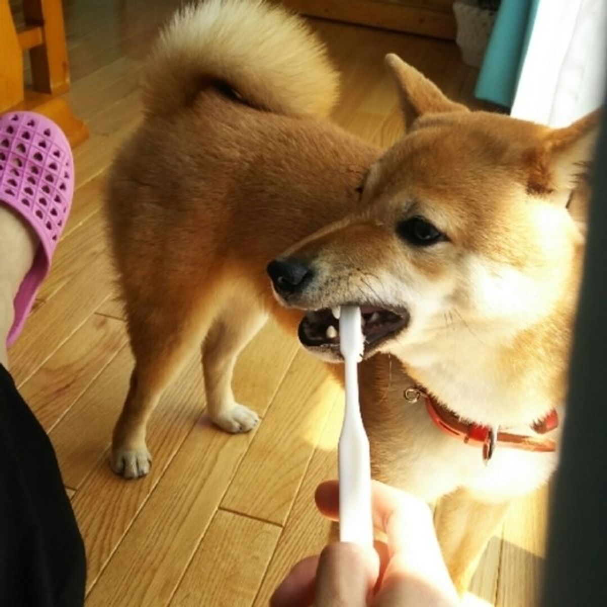 獣医師が解説 犬も虫歯になる 原因やチェック法 日頃のケアまで いぬのきもちweb Magazine 獣医師が解説 犬も虫歯になる 原因やチェック法 日頃のケアまで いぬのきもちweb Magazine
