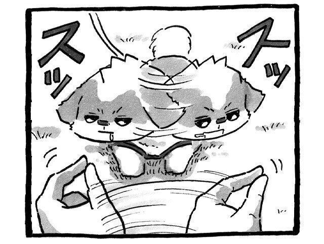 シーズー犬マンガてんぽshihtzu