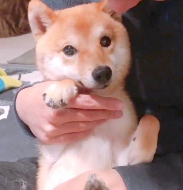 爪切りを回避しようと、可愛いお顔で訴えるちくわちゃん