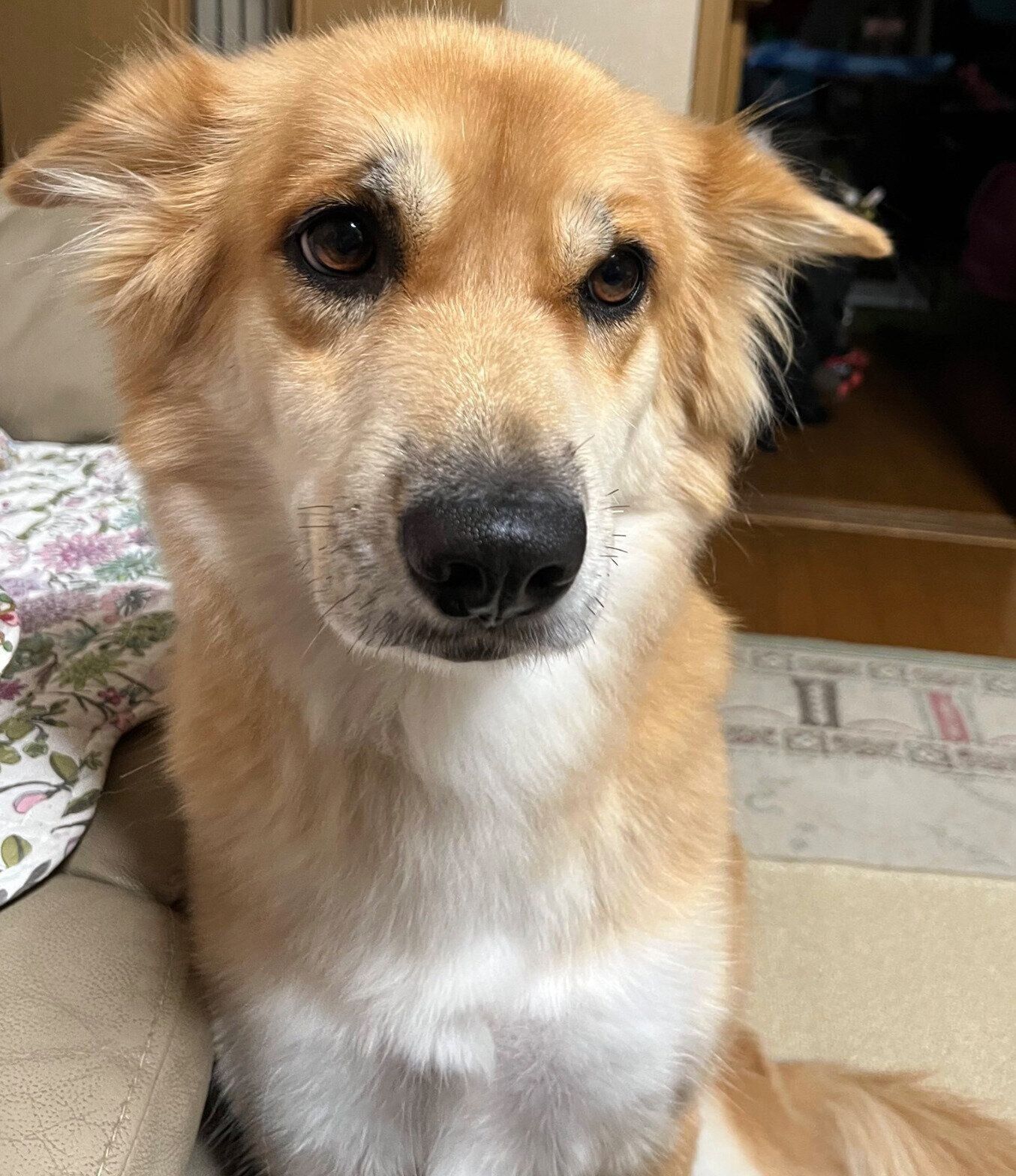 帰宅した父になでてほしいチャロちゃん。