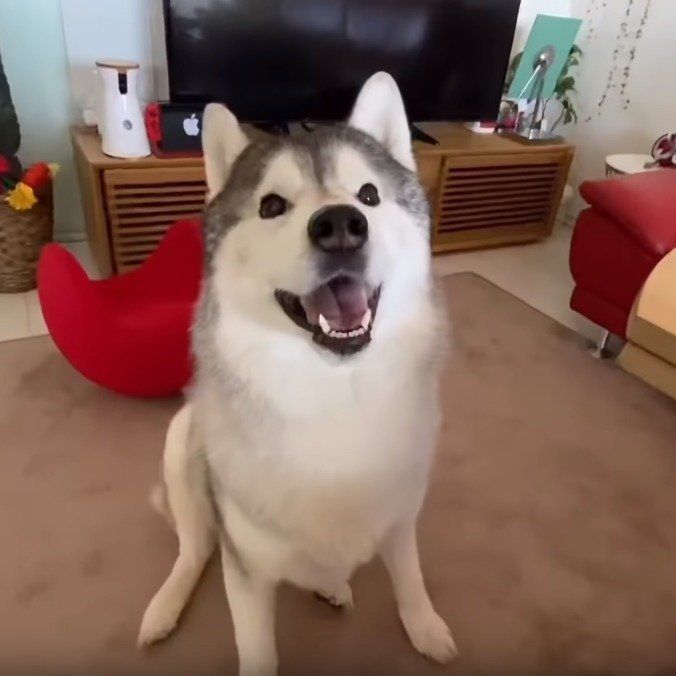 おやつ待ちのシベリアン・ハスキー