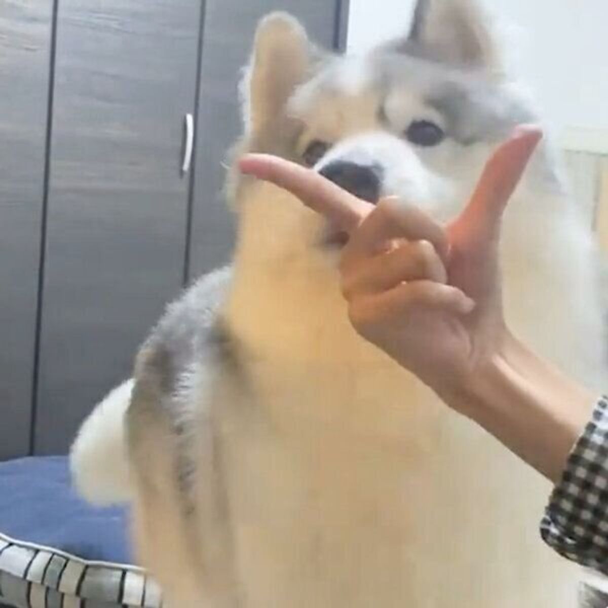 アゴ乗せチャレンジをするはずが まさかの結末 になった犬のリカバリーパワーにキュン いぬのきもちweb Magazine アゴ乗せチャレンジをするはずが まさかの結末 になった犬のリカバリーパワーにキュン いぬのきもちweb Magazine
