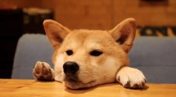 テーブル越しの柴犬