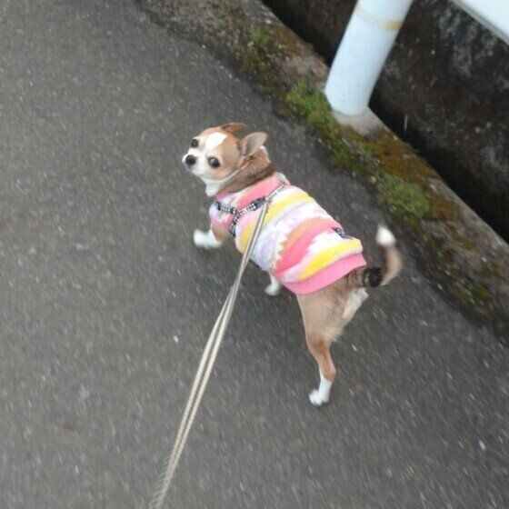 散歩するチワワ
