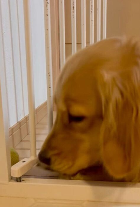 フェンスの奥にあるボールを取ろうとするはなちゃん