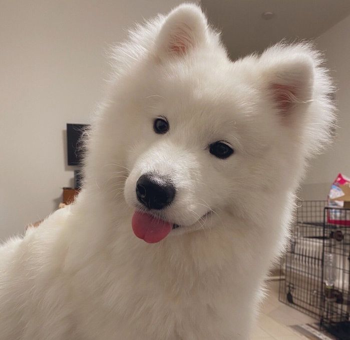 首をかしげるほたてちゃん
