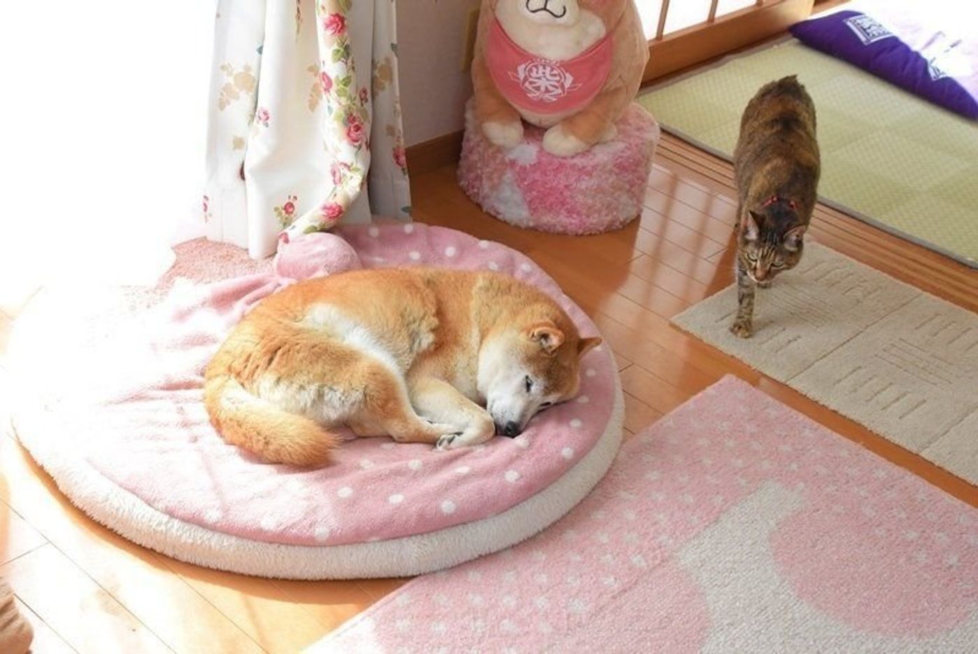 窓辺でほっこり 幸せなひと時を過ごす 柴犬かぼすちゃん いぬのきもちweb Magazine 窓辺でほっこり 幸せなひと時を過ごす 柴犬かぼすちゃん いぬのきもちweb Magazine