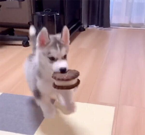 おもちゃをくわえてぴょこぴょこ走り出す、じょんすのーくん