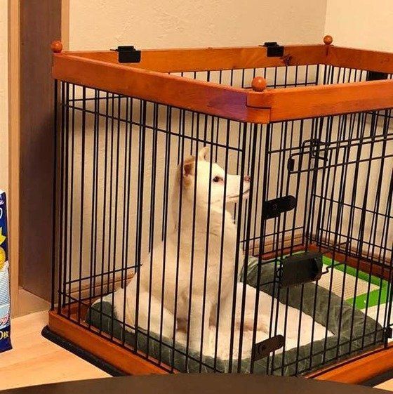 おうちにきた瞬間！柴犬の銀次くん