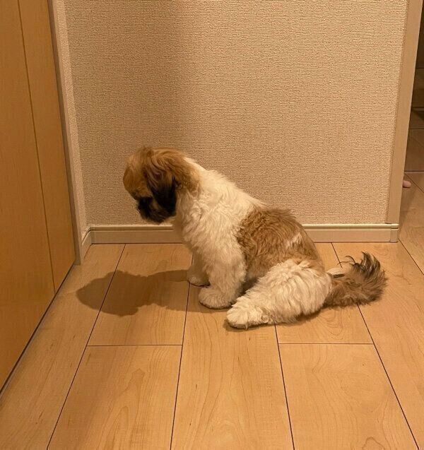 パパさんがトイレから出てくるのを待つおはぎちゃん