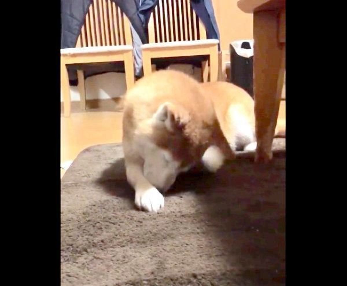 犬らしさはどこに ぬくぬくと室内で飼いならされた柴犬が猫化してた 笑 いぬのきもちweb Magazine 犬らしさはどこに ぬくぬくと室内で飼いならされた柴犬が猫化してた 笑 いぬのきもちweb Magazine