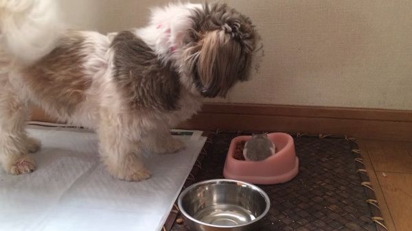 ハムスターvsシーズー