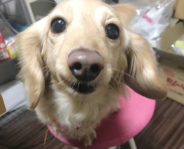 見つめるミニチュア・ダックスフンド