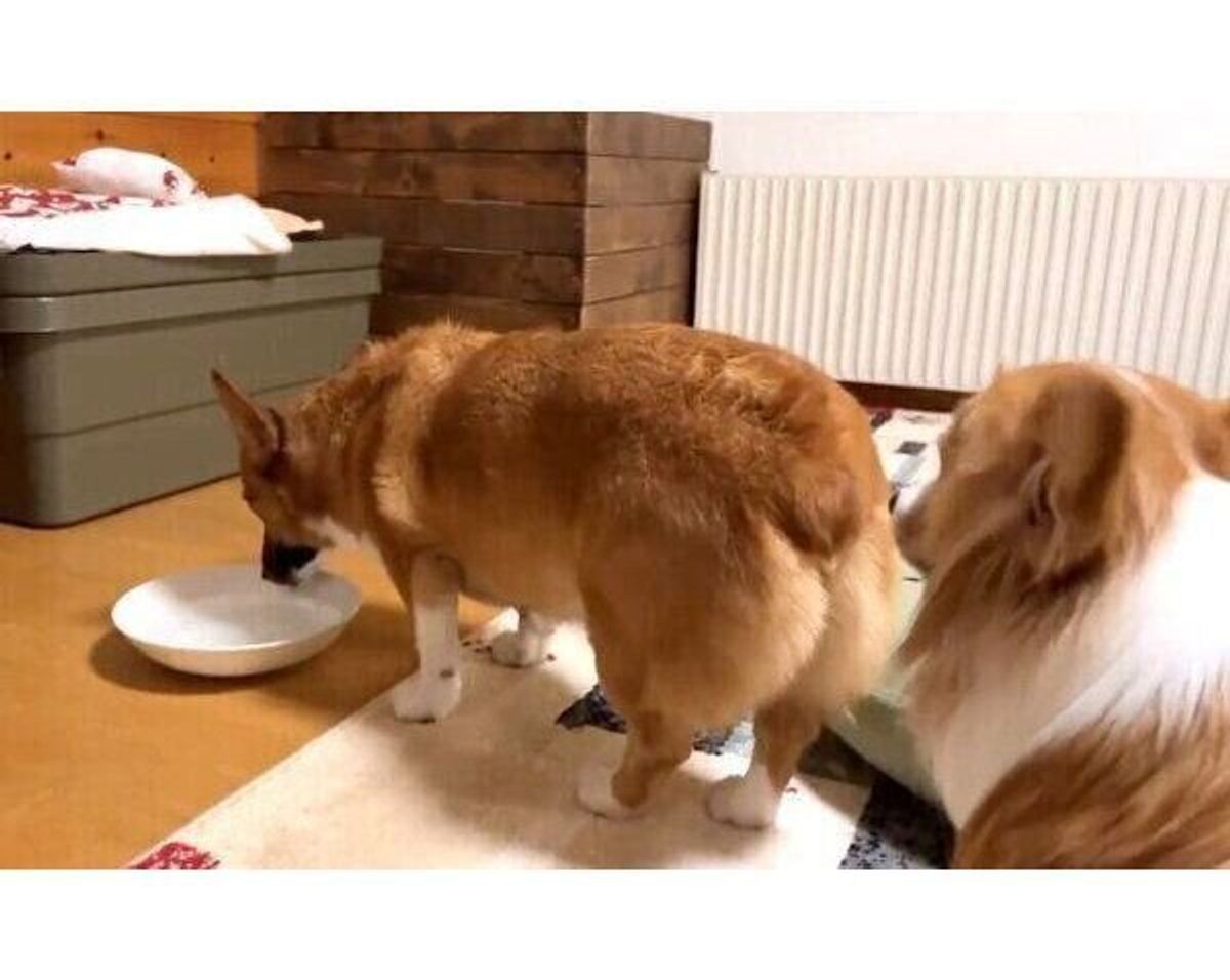 水を飲みながらオナラをした兄犬 そこへ妹犬がやってきて おもしろ展開に サイコー 笑いをありがとう いぬのきもちweb Magazine 水を飲みながらオナラをした兄犬 そこへ妹犬がやってきて おもしろ展開に サイコー 笑いをありがとう いぬのきもちweb Magazine