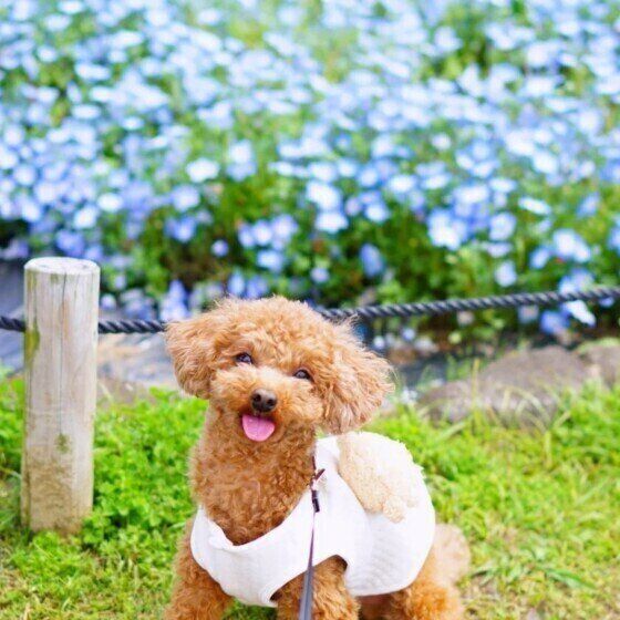 犬の僧帽弁閉鎖不全症とはどんな病気？ 症状と治療法について獣医師が解説 いぬのきもち