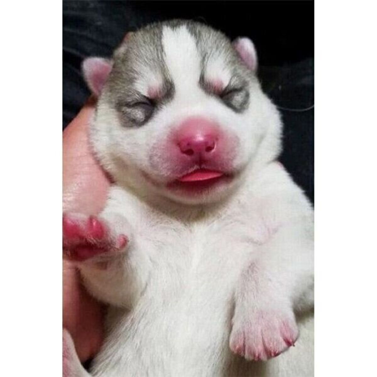 ハスキー子犬を家族に迎えてもうすぐ1年 頼もしい姉犬や犬友達に見守られ 健やかに成長した姿にグッとくる いぬのきもちweb Magazine ハスキー子犬を家族に迎えてもうすぐ1年 頼もしい姉犬や犬友達に見守られ 健やかに成長した姿にグッとくる いぬのきもちweb Magazine