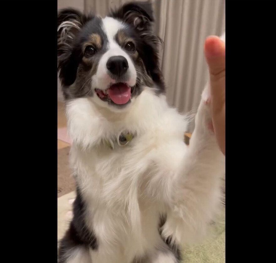 ハイタッチをするナッツちゃん