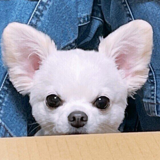 一度で終わらない？ 犬が短時間にウンチを何度もくり返す理由 いぬのきもち