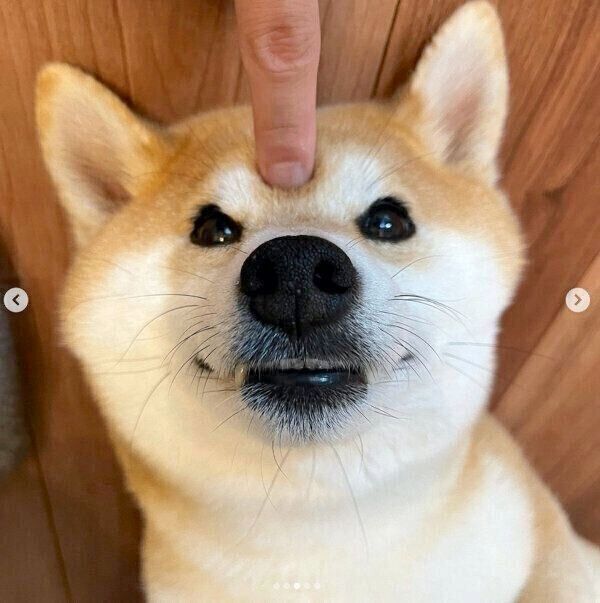 まったりする文太くん