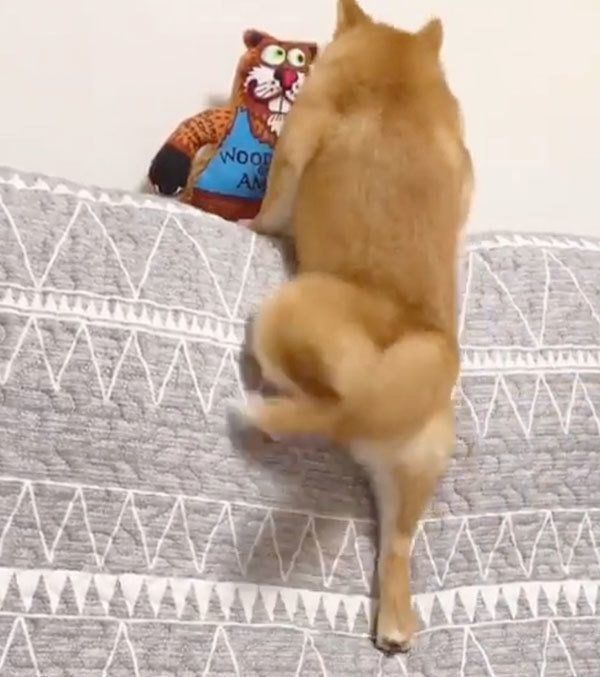 獲物を見つけた豆柴